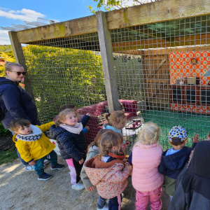 Les drôles de poulaillers