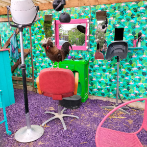 Avec leurs drôles de poules et de coqs !